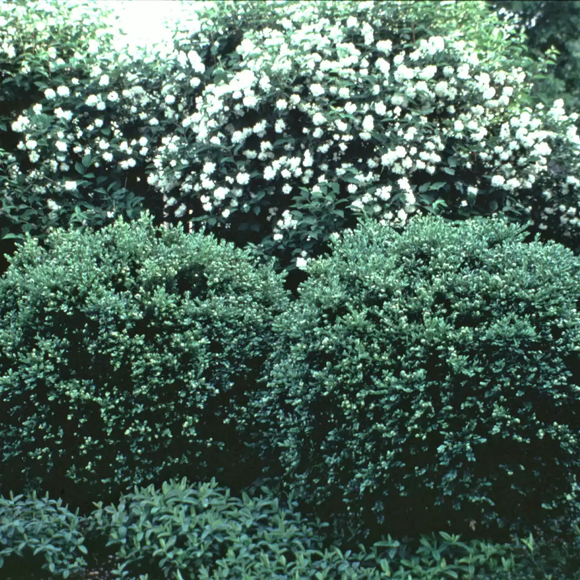 two rounded Chicagoland Green Buxus with handsome green foliage in garden